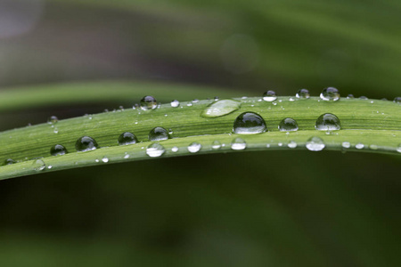 雨后绿叶上的水珠