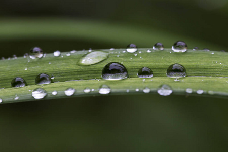 雨后绿叶上的水珠