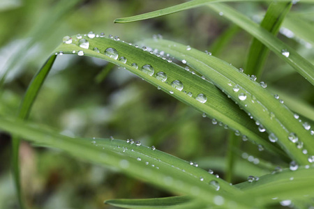 雨后绿叶上的水珠