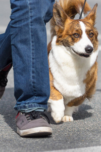 威尔士科基犬特写