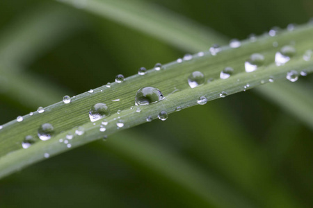 雨后绿叶上的水珠