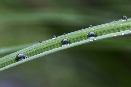 雨后绿叶上的水珠