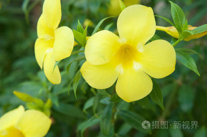 4912*3264px发票合同问题/植物美丽绿叶花与关闭叶阿拉曼查看作者其他