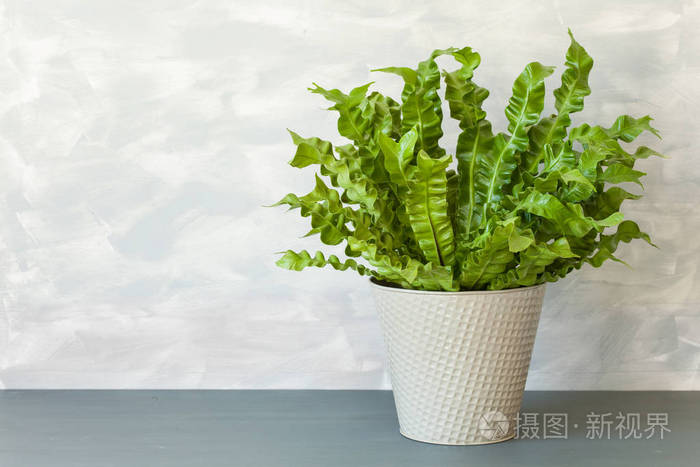 室内植物蕨在花盆里照片 正版商用图片0zs9 摄图新视界 室内植物蕨在花盆里照片 正版商用图片0zs9 摄图新视界
