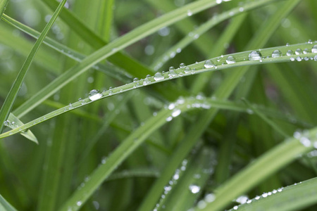 雨后绿叶上的水珠