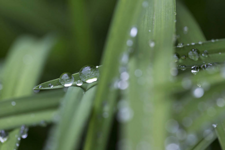 雨后绿叶上的水珠