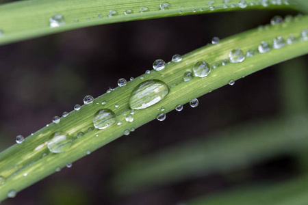 雨后绿叶上的水珠