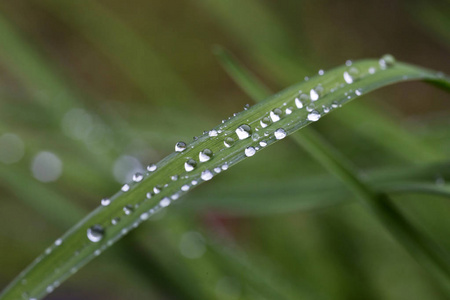 雨后绿叶上的水珠图片