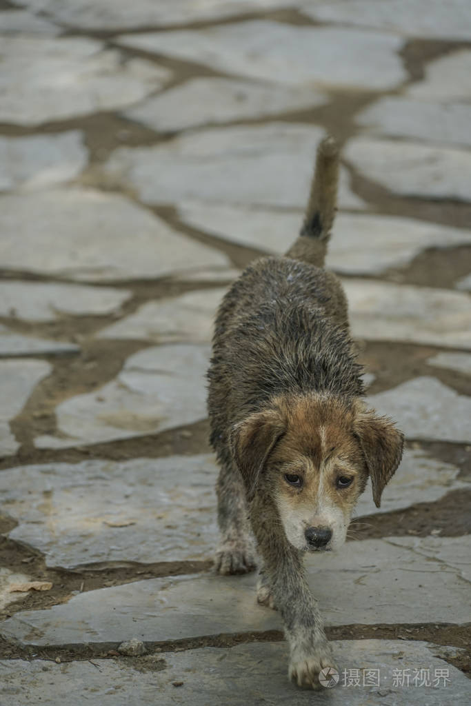 一只可怜的街头狗