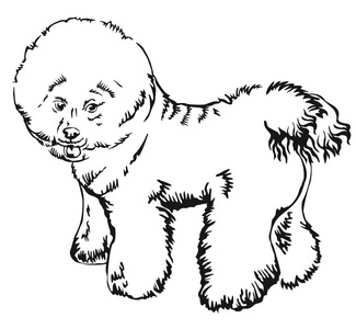 白色比熊犬狗比熊犬矢量怡乐思装饰站肖像插画