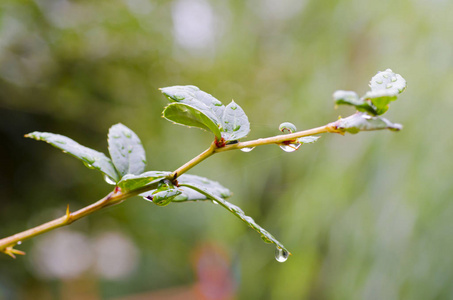 在阴雨的秋日, 树花瓣与雨滴和模糊的背景的特写镜头