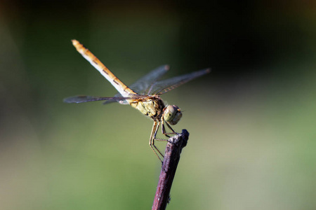 一只蜻蜓图片
