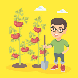 小小的白种人农夫男孩番茄栽培