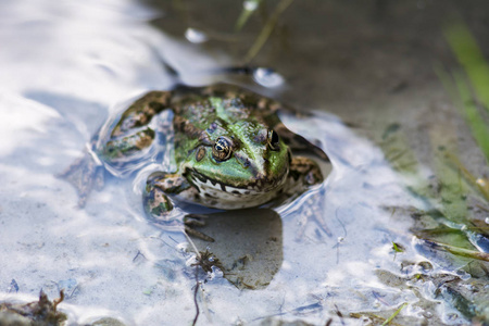 坐在水中的绿色青蛙