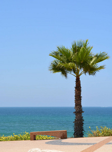 俯瞰地中海的棕榈树