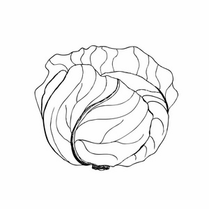 卷心菜的剪贴画.矢量蔬菜.矢量图照片