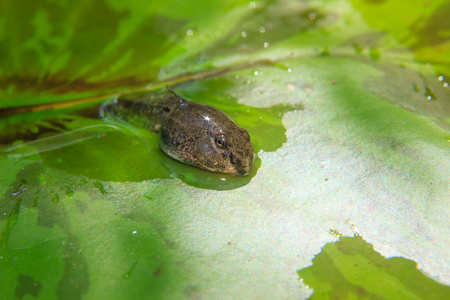 小蝌蚪图片-小蝌蚪素材-小蝌蚪插画-摄图新视界
