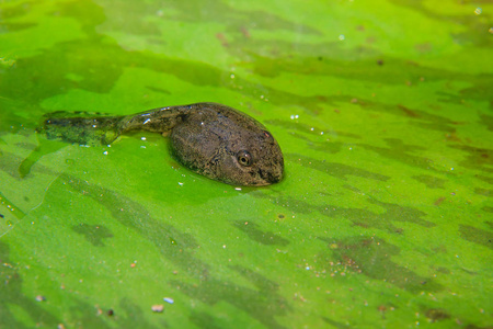 青蛙在荷叶上图片-青蛙在荷叶上素材-青蛙在荷叶上插画-摄图新视界