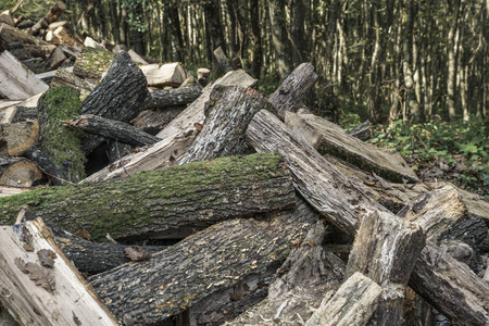 森林中的木材原木切割和堆积