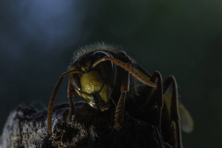 欧洲大黄蜂是最大的群居黄蜂图片