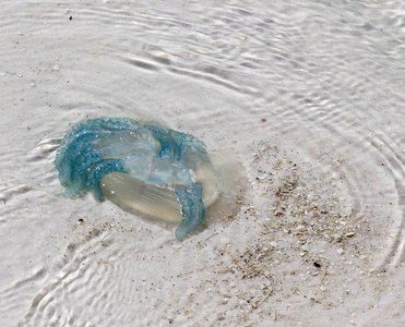 水母在沙子里