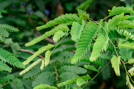 罗望子树上新鲜的罗望子叶照片