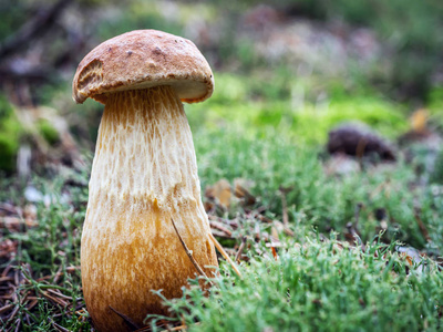湾牛肝菌蘑菇
