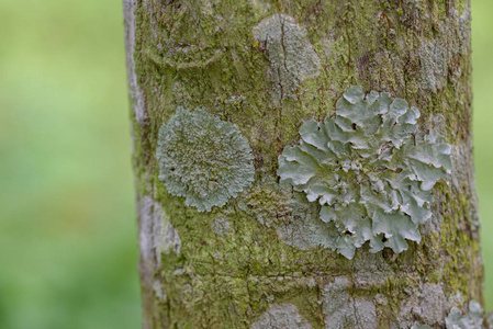 关闭分枝的 lichens