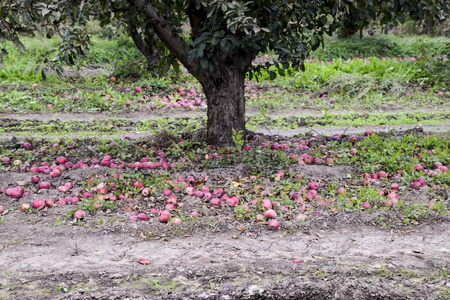 苹果园。 一排排的树和树下地面的果实。