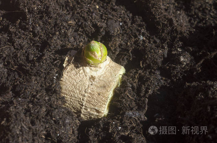 种植在土壤中的生姜根芽