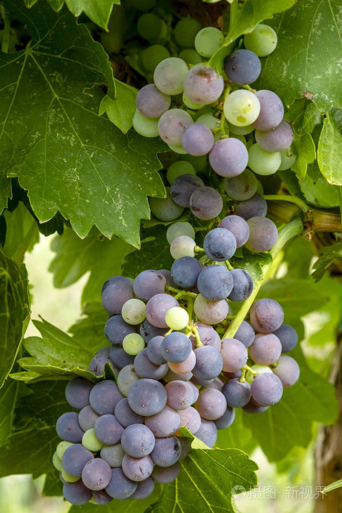酿酒葡萄挂在葡萄园
