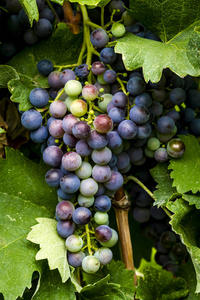 酿酒葡萄挂在葡萄园