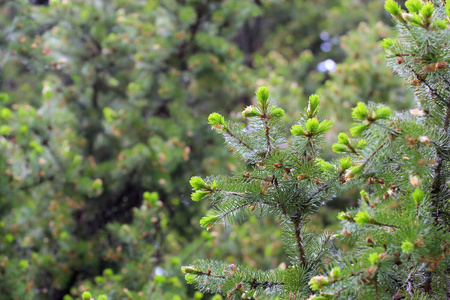 绿色背景的柔嫩的春针叶树图片