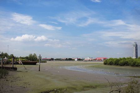 在查河口, 陆地上的白色白鹭鸟水位上升