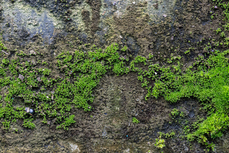 一张在旧石墙上的明亮的绿色苔藓的照片。纹理或 ba