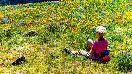 高级的女人坐在中间在太阳峰村山的高处野花