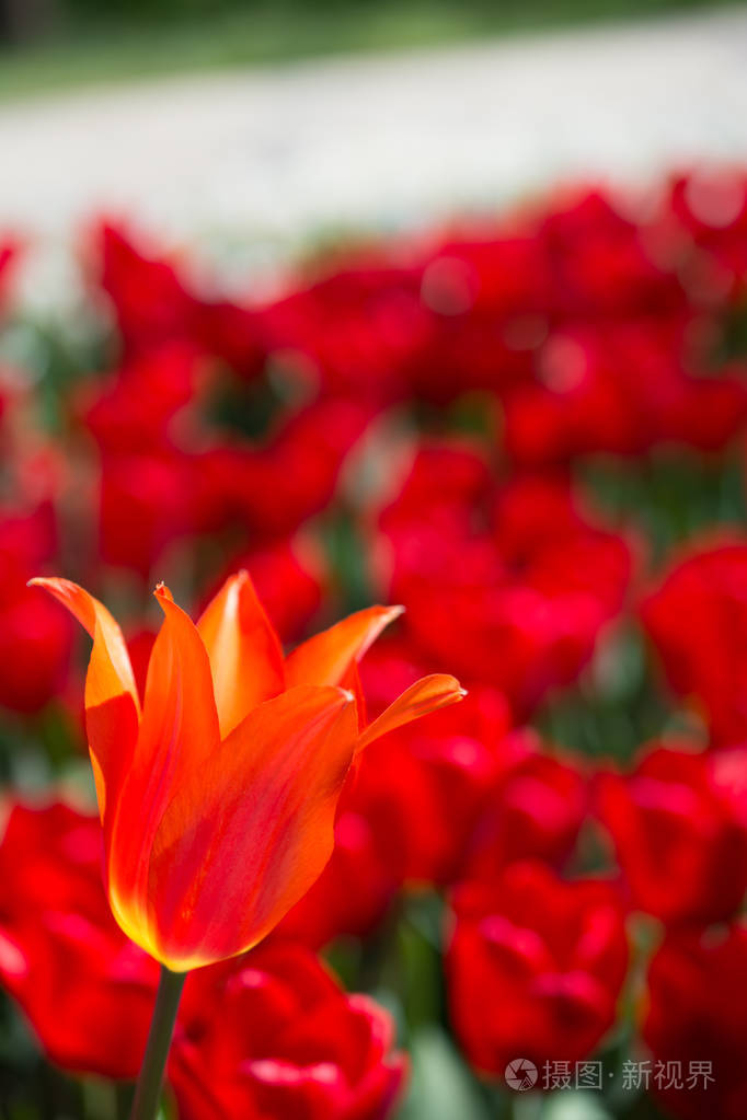 花园中的红色郁金香花