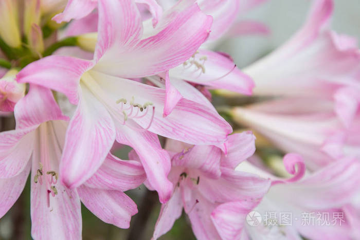 花园中的植物上的鲜花