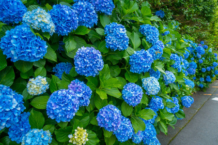 在日本箱根镇开花的白色和蓝色的花, 霍滕西亚斯