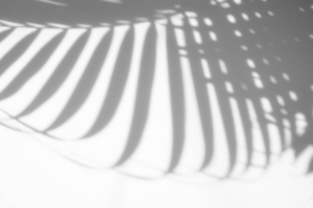 抽象背景的阴影棕榈叶在白墙上