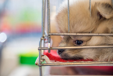 在悲伤的笼子狗小狗博美犬繁殖