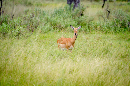 女性黑斑羚站在草地上