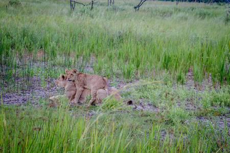 狮子和他妈妈一起玩