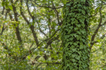 绿色常春藤灌木在整个森林树背景