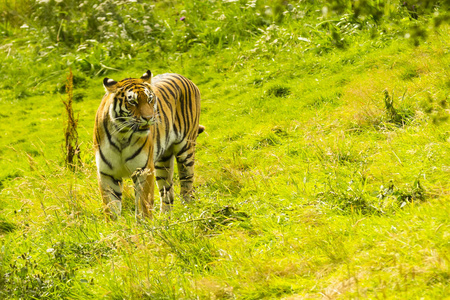 印度这只老虎在草地上