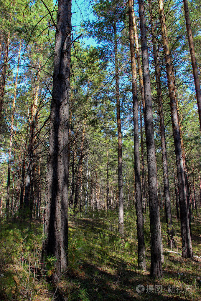 松林森林景观穿过松针上地面偷看