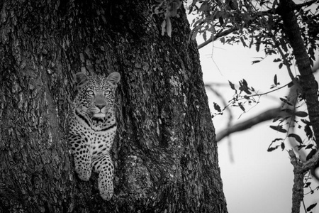豹露出一个洞在一棵树
