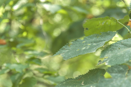 森林中的绿叶与 bokeh 背景