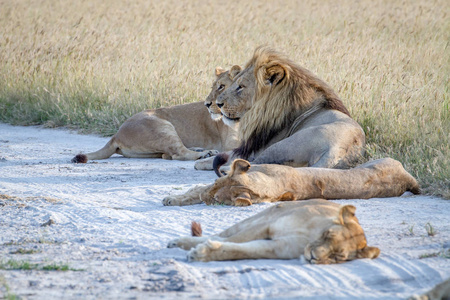 骄傲的狮子躺在沙子里
