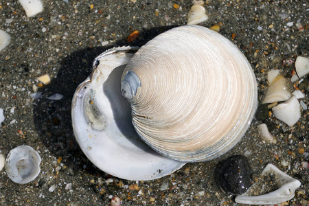 海滩上的许多不同的贝壳